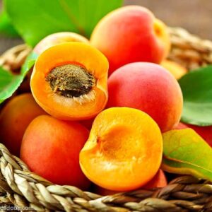 Aprikose von Nancy / Nancyaprikose | Baum - Früchte im Korb