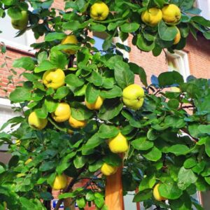 Aromatnaya | Quittenbaum | Baum mit Quittenfrüchten