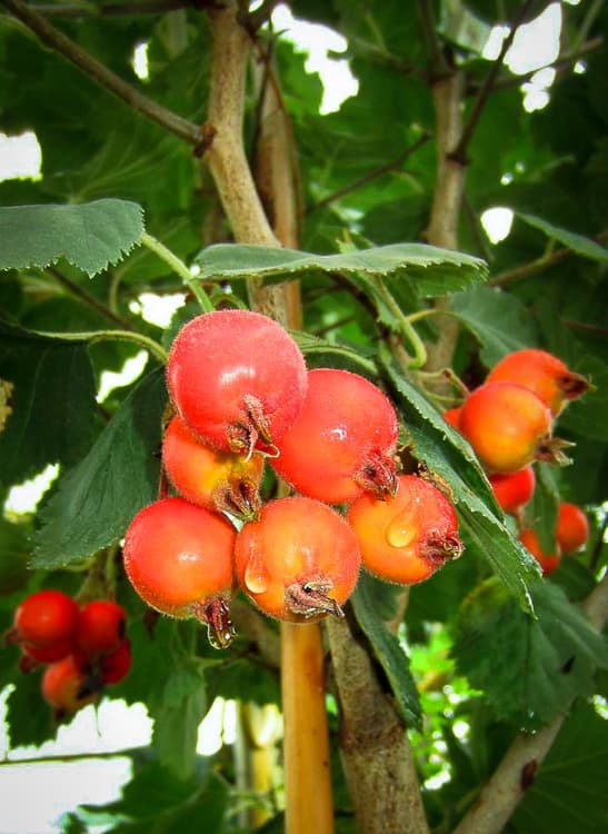 Azarolapfel / Azarolbirn / Azaroldorn Neapolitanische Mispel kaufen | - Äpfel am Baum