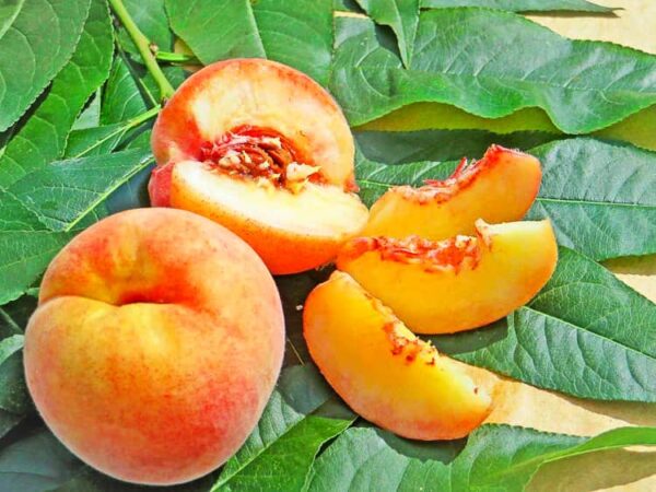 Belpata kaufen | Pfirsichbaum | Baumschule Südflora - Ganze, halbe und Fruchtstücke