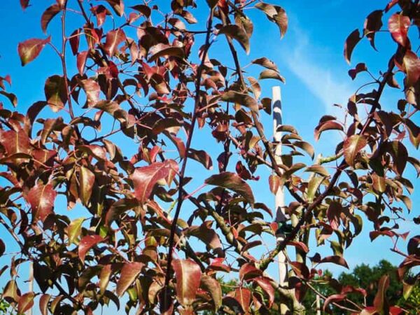 Blutbirne | Birnbaum | Baumschule Südflora - Jungbaum von unten abgelichtet