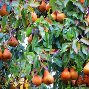 Boscs Flaschenbirne kaufen | Birnbaum - Birnen behangener Baum