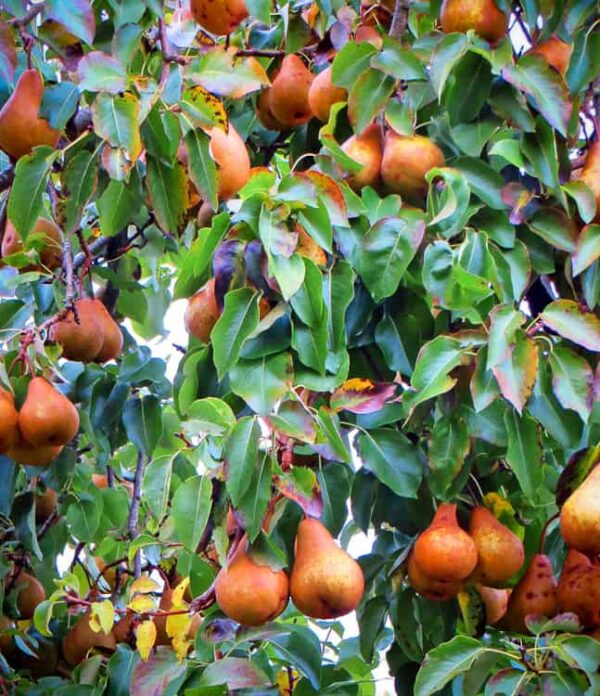 Boscs Flaschenbirne kaufen | Birnbaum - Birnen behangener Baum