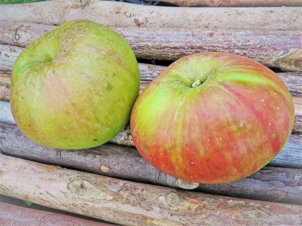 Bramleys Seedling kaufen | Apfelbaum Triomphe de Kiel - zwei Äpfel auf einer Holzunterlage