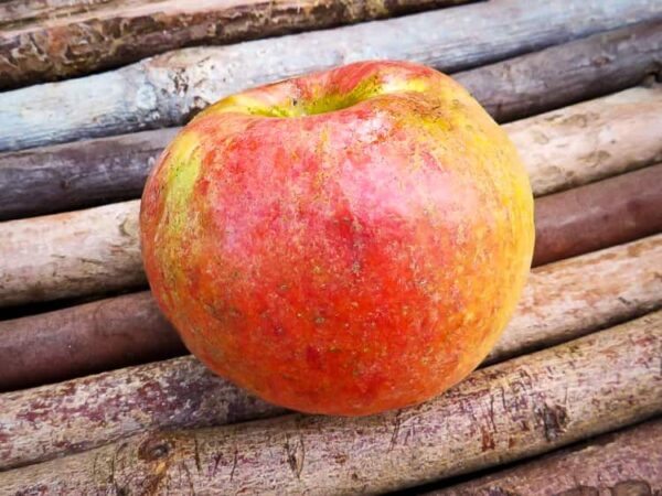 Celler Dickstiel kaufen / Krügers Dickstiel | Apfelbaum - Apfel auf einer Holzunterlage
