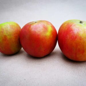 Cox Orange kaufen | Apfelbaum | Drei Äpfel auf weißem Untergrund - auch bekannt als Cox Orangenrenette, Cox’s Orange Pippin, Russet Pippin oder als Verbesserte Muskatrenette