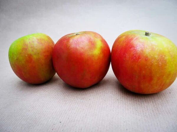 Cox Orange kaufen | Apfelbaum | Drei Äpfel auf weißem Untergrund - auch bekannt als Cox Orangenrenette, Cox’s Orange Pippin, Russet Pippin oder als Verbesserte Muskatrenette