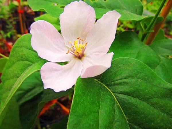 Aromatnaya | Quittenbaum in der Blüte