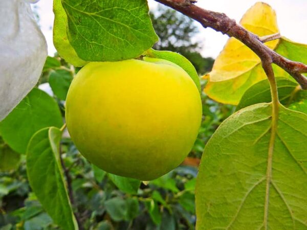 Apfelquitte Cydopom kaufen | Quittenbaum mit einer reifen Frucht