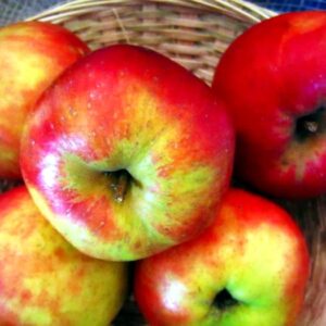 Fünf Äpfel in einem Korb | Danziger Kantapfel - Apfelbaum