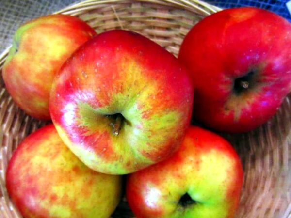 Fünf Äpfel in einem Korb | Danziger Kantapfel - Apfelbaum kaufen