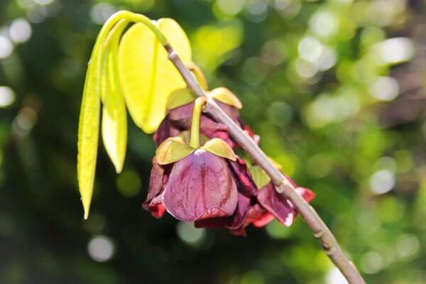 Davis kaufen | Indianerbanane - Blüte des Paupau-Baum