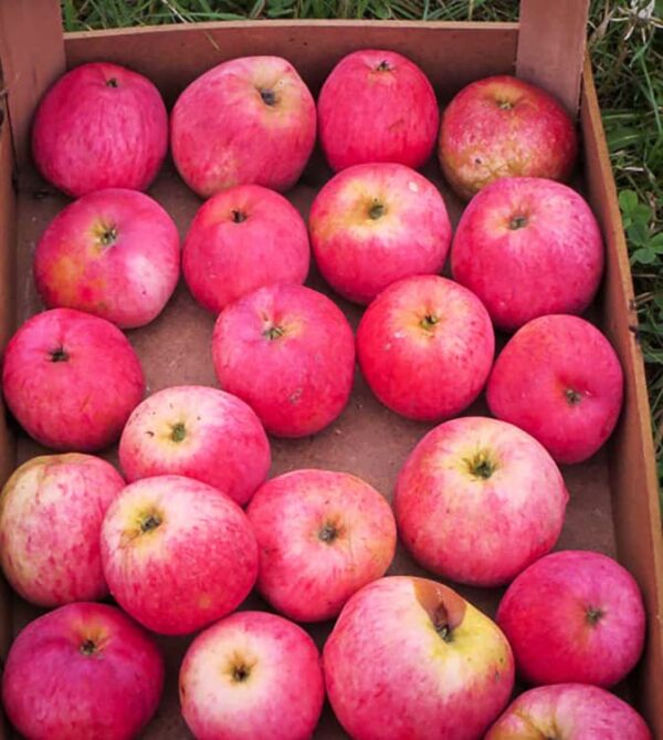 Dithmarscher Paradiesapfel kaufen | Apfelbaum - Äpfel in einer Kiste