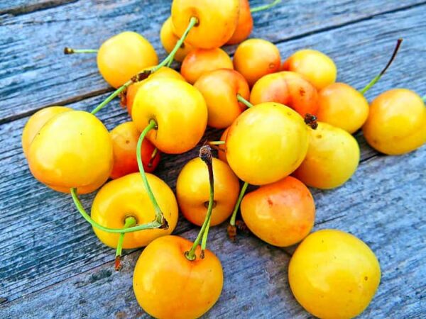 Dönissens Gelbe Knorpelkirsche | Früchte liegen zahllos auf dem Tisch- bei Südflora kaufen