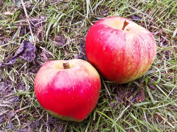 Edler von Leipzig kaufen | Apfelbaum - zwei Äpfel liegen im Gras