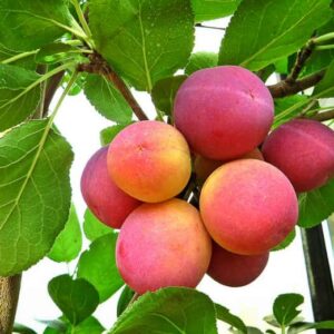 Eibenbacher Aprikosenpflaume kaufen | Pflaumenbüschel am Baum