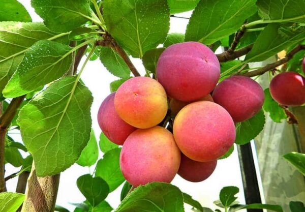 Eibenbacher Aprikosenpflaume kaufen | Pflaumenbaum - Pflaumenbüschel am Baum