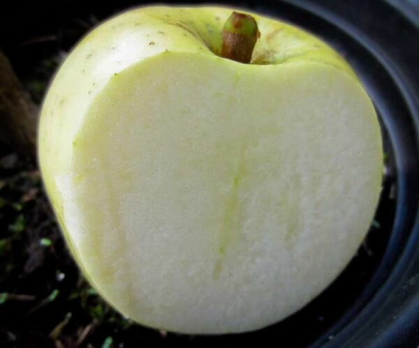 Ice Apple / Eisapfel | Apfelbaum | Baumschule Südflora - Einzelfrucht