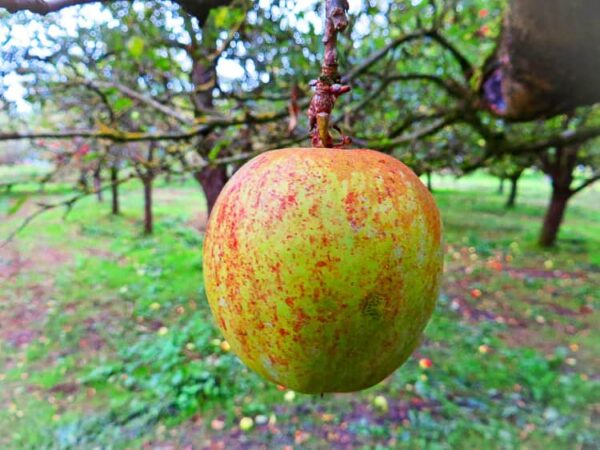 Englischer Prinzenapfel kaufen | Apfelbaum