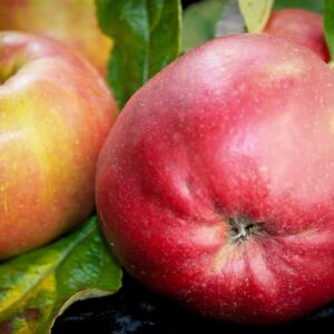 Erdbeerapfel kaufen | Apfelbaum