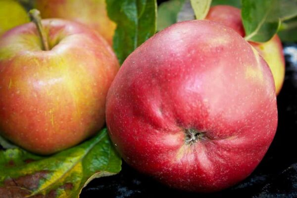 Erdbeerapfel kaufen | Apfelbaum