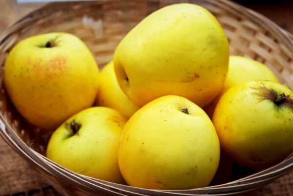 Manks Küchenapfel / Eve-Apfel kaufen | Apfelbaum | Baumschule Südflora - Gelbe Äpfel im Korb