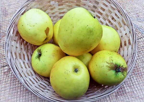 Manks Küchenapfel bestellen EVE | Apfelbaum | Baumschule Südflora - Äpfel in einem Körbchen