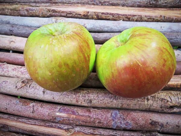 Fettapfel kaufen | Apfelbaum - Zwei Äpfel auf Ästen