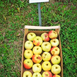 Filippa kaufen | Apfelbaum - Obstkiste mit Äpfel