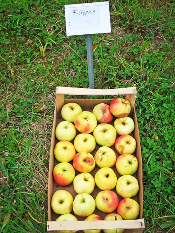 Filippa kaufen | Apfelbaum - Obstkiste mit Äpfel