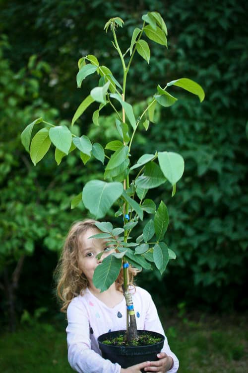 Finkenwerder Deichnuss Royal kaufen - Junger Walnussbaum wird von einem Mädchen im Topf getragen