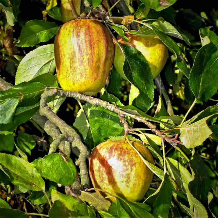 Finkenwerder Herbstprinz | Südflora kaufen Apfelbaum 