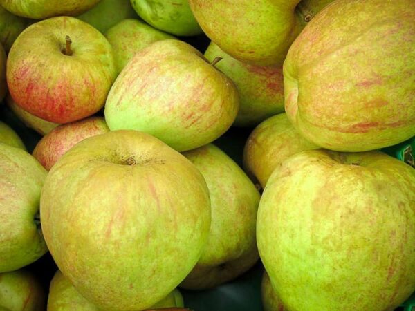 Finkenwerder Herbstprinz „Typ Cramer“ kaufen | Apfelbaum - Äpfel in einer Kiste