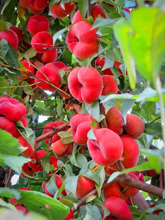 Dutzende rote Früchte am Baum - Galaxia bestellen | Pfirsichbaum