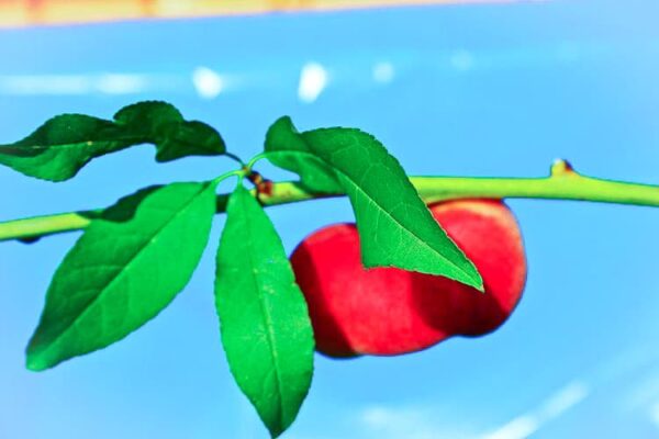 Ast gegen den Himmel mit roter Frucht - Galaxia | Pfirsichbaum