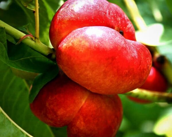 Früchte am Ast - Ganymed bestellen | Nektarinenbaum