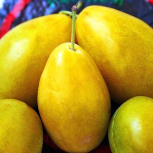 Fünf Früchte - Gelbe Hauszwetsche | Pflaumenbaum kaufen
