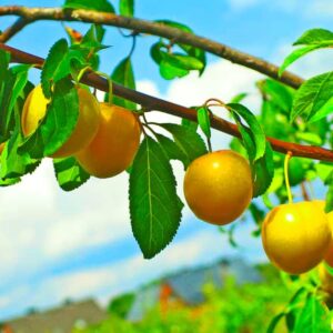 Früchte am Pflauembaum - Gelbe Kirschpflaume kaufen