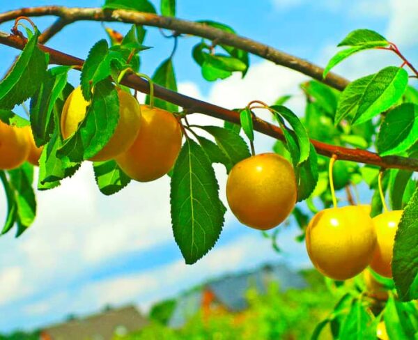 Früchte am Baum - Gelbe Kirschpflaume | Pflaumenbaum kaufen