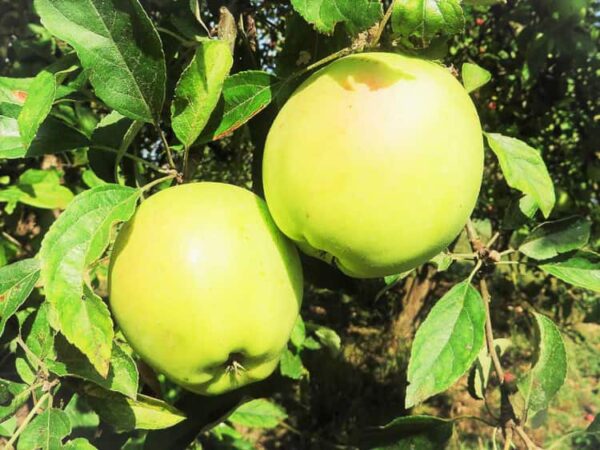 Gelber Bellefleur kaufen Lady Washington | Apfelbaum - Zwei Äpfel am Baum