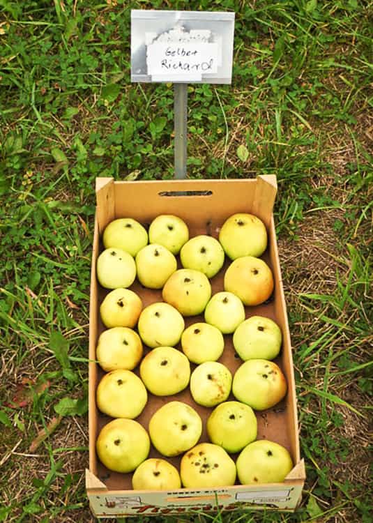 Gelber Richard kaufen | Apfelbaum - Kiste mit Äpfel im Gras