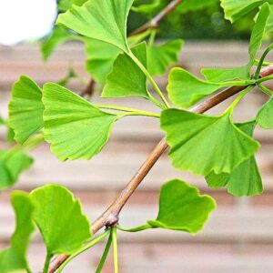 Ginkgo Baum | Besondere Nutzpflanzen - Zweig mit zahlreichen typischen Blättern des Fächerblattbaum
