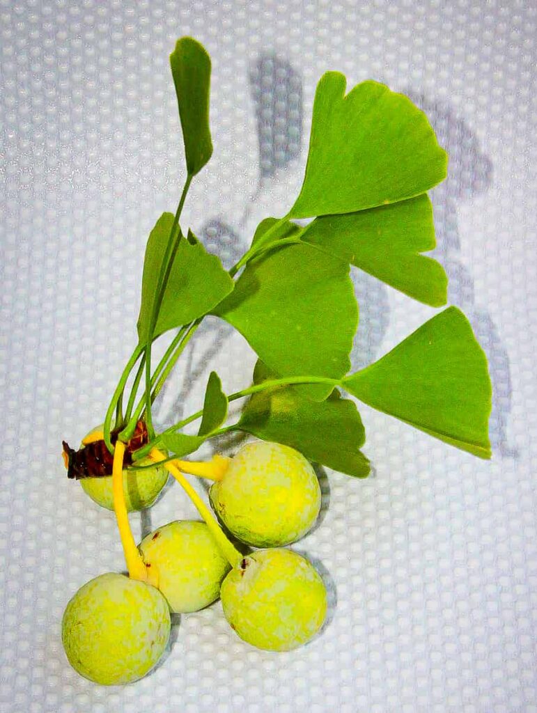 Ginkgo biloba Baum kaufen Südflora