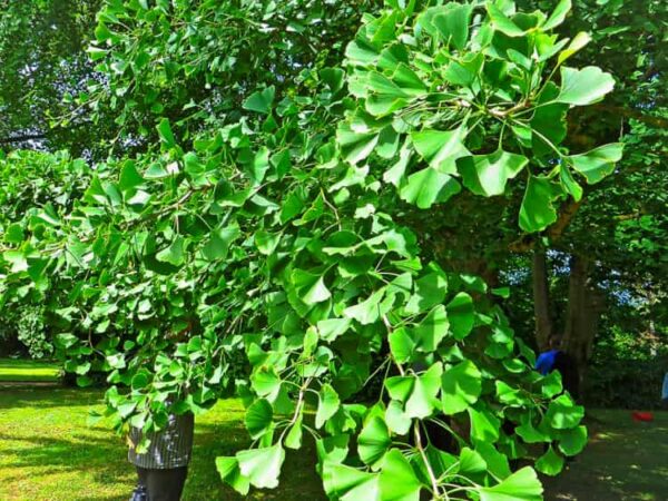 Ginkgo Pflanze im Garten mehrere Meter hoch