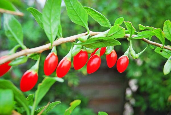 Gojibeere kaufen | Besondere Nutzpflanzen - rote Beeren am Zweig