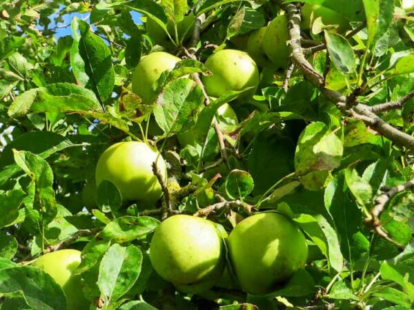 Golden Delicious - Gelber Köstlicher | Apfelbaum - Früchte am Baum