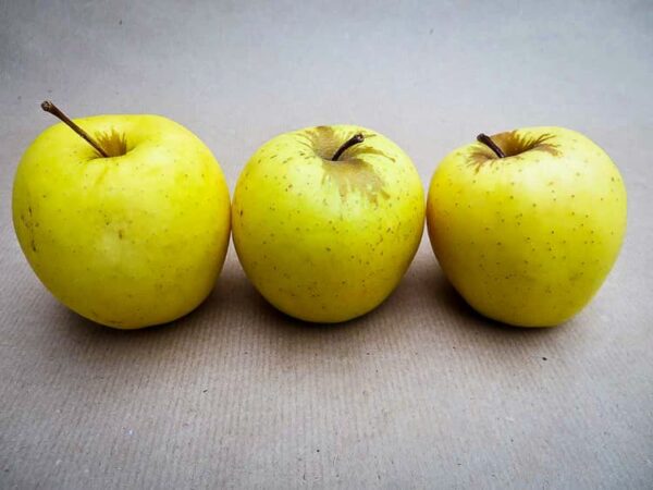 Golden Delicious | Apfelbaum kaufen - Drei Äpfel nebeneinander