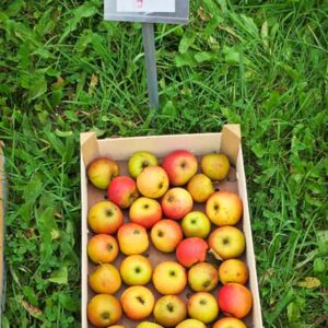 Goldparmäne / Reine des Reinettes | Apfelbaum kaufen - Äpfel in einer Kiste