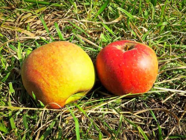 Goldrenette von Blenheim | Apfelbaum | Baumschule Südflora - zwei Äpfel liegen im Gras