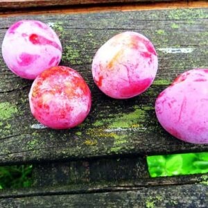 Graf Althans Reneklode - Vier Früchte auf einem Holztisch | Pflaumenbaum | Bei Südflora kaufen
